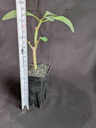 Image result for Euphorbia transvaalensis