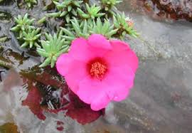 Image result for Portulacaceae