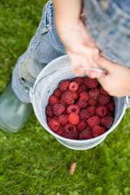 Pin By Artizan Gallery On Garden Vegetables Flowers Raspberry Berry Picking Berries