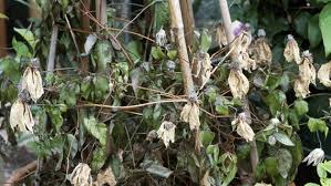 Auf gartenpflanzen treiben regelmäßig alle möglichen schädlinge ihr unwesen. Was Hilft Gegen Schadlinge Im Garten Ndr De Ratgeber Garten Schadlinge
