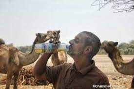 His last drink had been weeks ago. Son Of Former Nigerian Minister Ali Monguno Pictured Drinking Camel Urine Says It S Good For Heart And Liver Problems