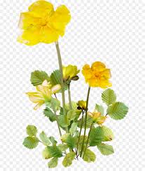 We did not find results for: Flower Stem Png Download 700 1045 Free Transparent Calligraphy Png Download Cleanpng Kisspng