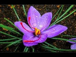 How To Grow Saffron Plant At Home Urdu Hindi Expensive Flowers Rare Flowers Saffron Plant