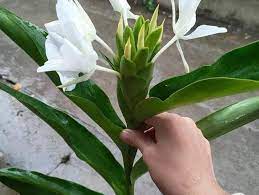 Hoa bạch yến trắng muốt, thơm mát không... - Hoa Tươi Mê Linh | Facebook