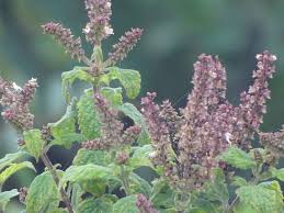 Image result for Ocimum fimbriatum