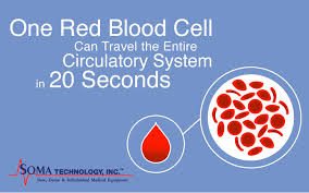 Three presidents, all founding fathers—john adams, thomas jefferson, and james monroe—died on july 4. Fun Fact Friday Bloody Good Facts One Red Blood Cell