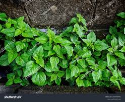 Image result for Laportea interrupta