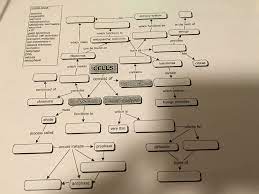 Anatomy Cell Concept Map Answer Key Campus Map Concept Map Map Worksheets Answer Keys