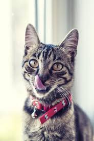 Pas De Chocolat Pour Mon Chat En 2020 Chat Animaux Hamsters