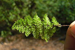 Image result for Hymenophyllum triangulare