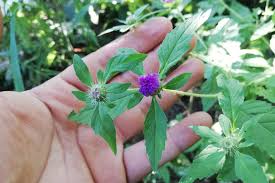 Image result for Centratherum punctatum