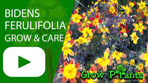 We did not find results for: Bidens Ferulifolia Grow Care Youtube