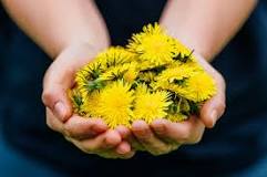 Foraging for Dandelions - The Salt Box