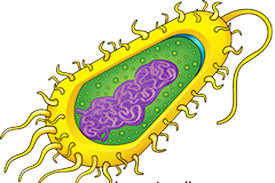 Protein globuler (steroprotein) adalah protein yang berbentuk bola. Struktur Sel Prokariotik Halaman All Kompas Com