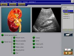 Ultrasound Of The Kidney 1 Normal Anatomy Of The Kidney Youtube