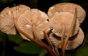 Image result for Marasmius opacus