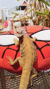 Bearded Dragon Basking Outdoor In 2020 Bearded Dragon Clothes Bearded Dragon Bearded Dragon Habitat