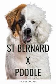 Maybe you would like to learn more about one of these? What Is A Saint Bernard Poodle Mix St Berdoodle 101 With Photos Oodle Life