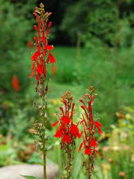 Why do hummingbirds like the color red? 22 Plants To Attract Hummingbirds Hgtv