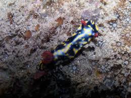 Image result for Eulophia obscura