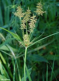 Image result for Cyperus deciduus