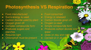Roots are structures specialized for anchorage, nutrient. Plant Physiology Ppt Download