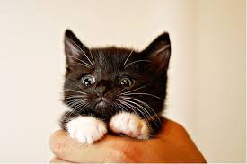 Onlar Dunyanin En Akilli Kedileri Smokin Kediler Tuxedo Cats Kediler Kedi Diyabet Kediler Hakkinda Hersey
