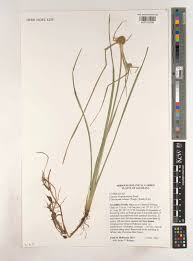 Image result for Oxycaryum