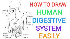 (d) part of alimentary canal where water is reabsorbed. How To Draw Human Digestive System Well Labelled Diagram Digestion Easily Quickly For Exam Youtube