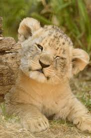 Cats For Sale Near Me Safeplantsforcats Cute Lion Cute Animals Baby Animals