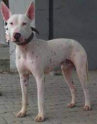 Gull Terrier Wikipedia