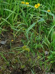 Image result for Cyperus zollingeri