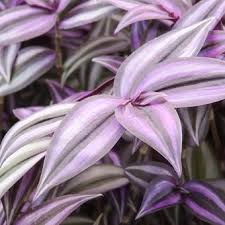 Adapun mawar warna biru apa pun yang mungkin anda temui di toko bunga adalah hasil dari pewarna buatan. 8 Tanaman Hias Berdaun Warna Ungu Yang Bisa Jadi Dekorasi Rumah Halaman All Kompas Com