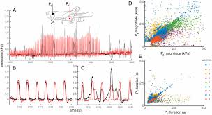 Physiological responses to gravity in an insect