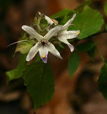 Image result for Mellera