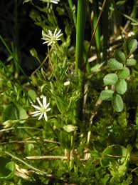 Image result for Stellaria