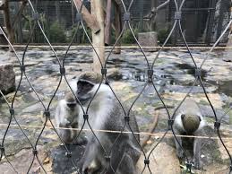 Darica Hayvanat Bahcesi Ne Gordum Animals Goats