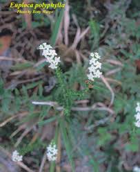 Image result for Euploca