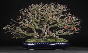 Bonsai Bonsai Tree Bonsai Garden Bonsai