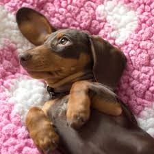 That depends on your needs. 15 Short Haired Dogs Dogs Breeds With Short Hair