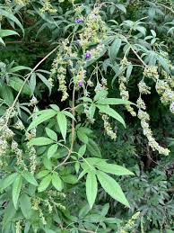 Image result for Vitex madiensis