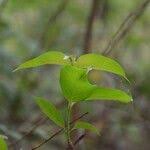 Image result for Strophanthus sarmentosus