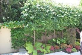 Protected trees can be of any size or species. Creative Ways You Can Use Trees For Privacy Down 2 Earth