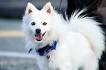 PuppyFind | Japanese Spitz Puppies for Sale