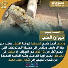 حيوان الض ب animals lizard