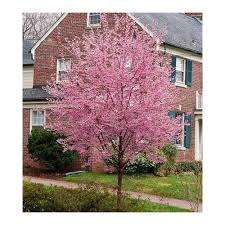 Look no further than the okame cherry tree. Okame Flowering Cherry 6ft Standard Prunus Campanulata X Incisa 400mm