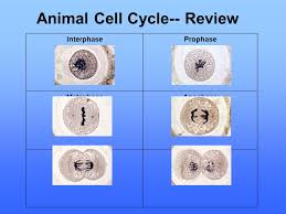 Originally based on light microscopy of living cells and electron microscopy of fixed and stained cells. Interphase The Time Between Cell Divisions Ppt Video Online Download