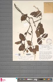 Image result for Anisosepalum