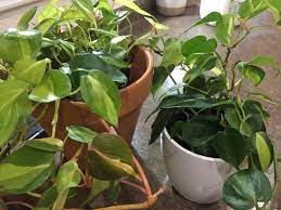 What is the difference between rio de janeiro and brasilia? Does Anyone Know What The Difference Between These Two The Guy At The Nursery Explained To Me That The Lighter One In The Left Is A Dwarf Philodendron But What Does That