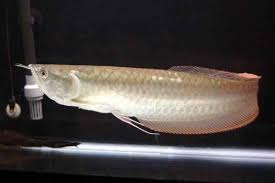 We did not find results for: Panduan Memelihara Arwana Silver Dari Akuarium Sampai Pakan Gerava Com